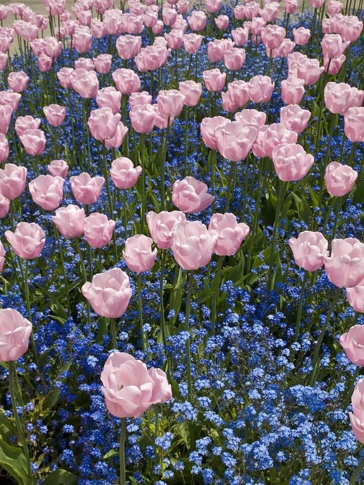 Enchanted Garden Vibrant Medley